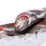 fresh-trout-ice-isolated-white_low